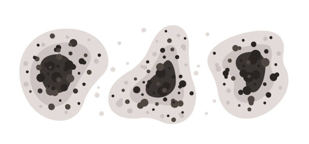 Best Black Mold Removal  in Blaine, TN